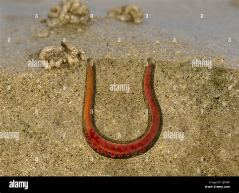 Arenicola marina: A Burrowing Worm With Remarkable Adaptations for Thriving in Intertidal Sediments!