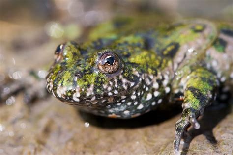  Bombina -  A Tiny Amphibian That Defies Gravity and Hops Like a Miniature Acrobat!