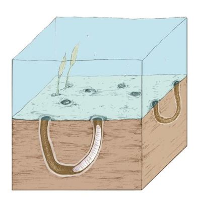 Heterostelida! Discover These Amoeboid Wonders That Burrow Through Sediment Like Tiny Excavators!