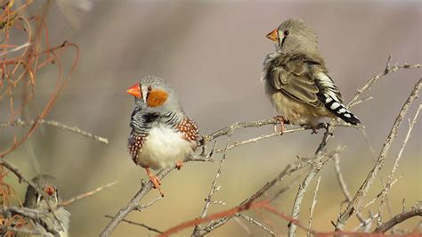  Zebra Finch! Discover How These Sociable Singers Navigate Life's Melodies