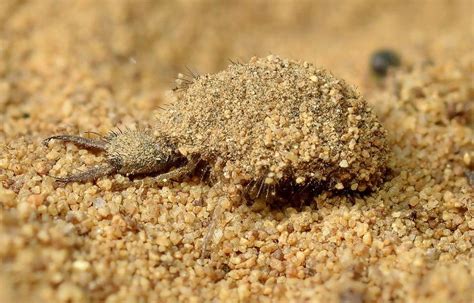  Antlion! A Master of Deception Hiding Beneath the Sands