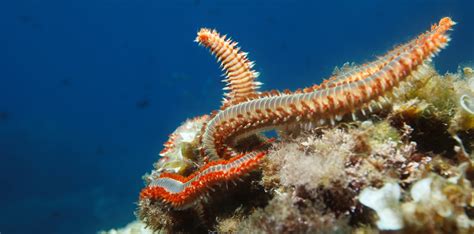  Aonchotheca! An Extraordinary Annelid Embracing the Depths of Ocean Life