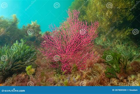 Black Coral: A Colonial Wonder That Looks Like an Underwater Forest But Actually Prefers Shallow Waters!