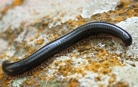  Black Millipede: A Tiny Creature That Thrives in Darkness and Embraces Slowness!