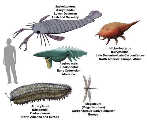  Brandtia! An Arthropod Exemplifying Both Imposing Size and Exquisite Intricacy