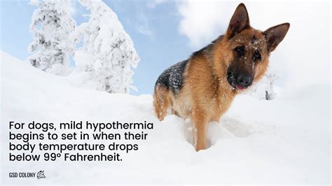 Can German Shepherds Handle Cold Weather: A Flurry of Thoughts on Frosty Paws and Cozy Coats