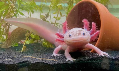 Can you get an axolotl as a pet, and what if they could moonlight as underwater gardeners?