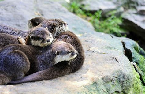 Can you have a sea otter as a pet, and why do they always look like they're plotting something?