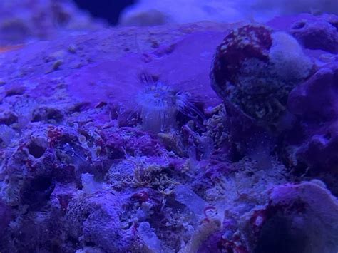  Carnallia! Unveiling the Mystery of a Reef-Dwelling Polyp Colony