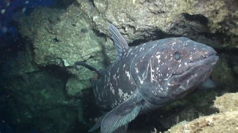  Coelacanth: A Living Fossil Hiding In Plain Sight! 