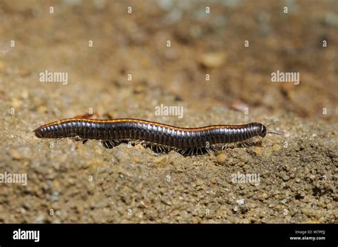  Darkling Millipede: An Unassuming Arthropod That Embraces Underground Delights!