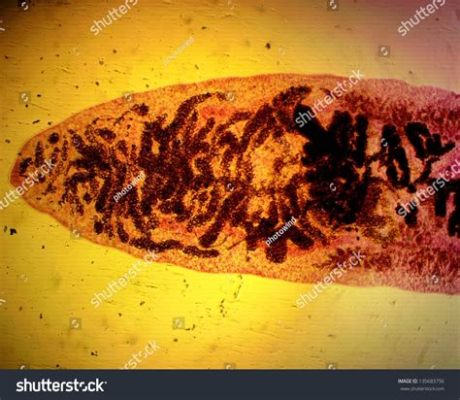 Dicrocoelium dendriticum: A Master Manipulator Lurking in Grasshoppers and Bile Ducts!