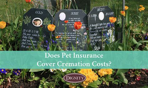 Does Pet Insurance Cover Cremation: Exploring the Unlikely Connection Between Pet Policies and Afterlife Services