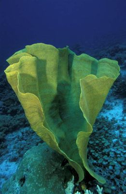  Elephant Ear Sponge: A Colorful and Tentacled Underwater Marvel With Remarkable Defensive Capabilities