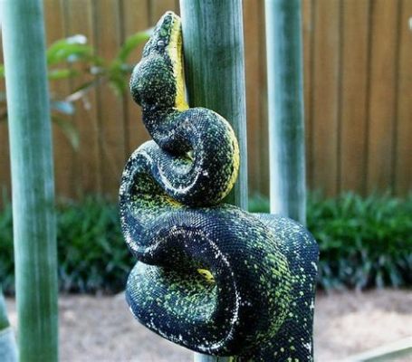 Emerald Tree Boa: A Serpentine Symphony of Camouflage and Constriction!