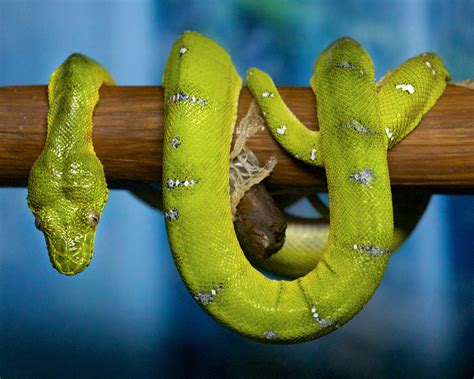 Emerald Tree Boa - An Arboreal Wonder With Striking Patterns That Camouflage It Against Lush Foliage!