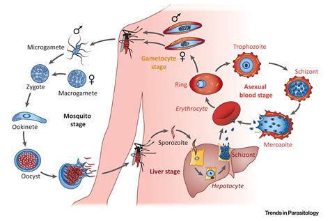 Falciparum Malaria Parasite: A Microscopic Marvel Wreaking Havoc within the Human Bloodstream!