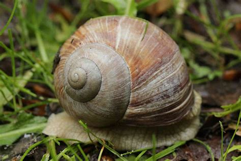 File Snail: These Shell-Bearing Gastropods Can Really Get Your Garden Growing!