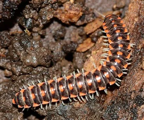 Flat-Backed Millipede: A Slow Mover With Many Legs and a Love for Decay!