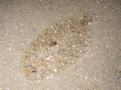 Flatfish, A Master of Camouflage With An Unusual Physical Appearance!