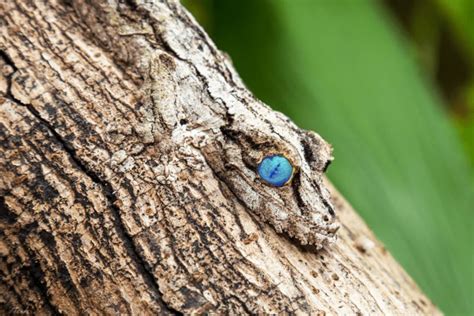  Gecko: A Remarkably Agile Reptile Exhibiting Impressive Camouflage Skills