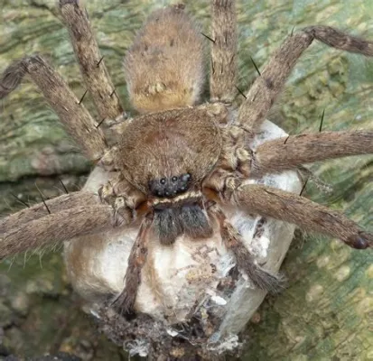 Giant Huntsman Spiders: Masters of Stealth and Camouflage With Eight Legs That Carry Them Through Life!