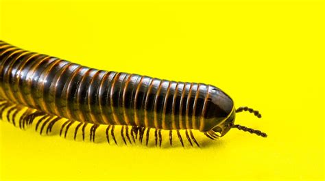  Giant Millipede: A Thousand Legs and Endless Fascination  