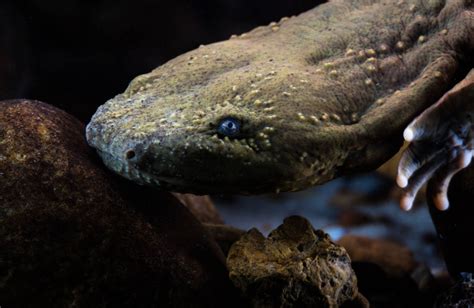 Hellbender A Unique Amphibian Demonstrating Remarkable Skin Regeneration Capabilities!