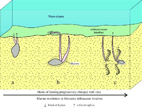 Heteromastus: This Burrowing Animal Demonstrates an Astonishing Capacity for Both Filter Feeding and Regeneration!