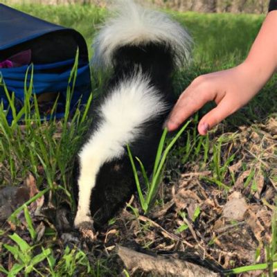 How Far Does Skunk Smell Travel: A Whiff of Curiosity Across the Breeze