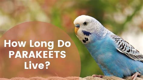 How Long Do Pet Parakeets Live: Unraveling the Mysteries of Avian Longevity and Beyond