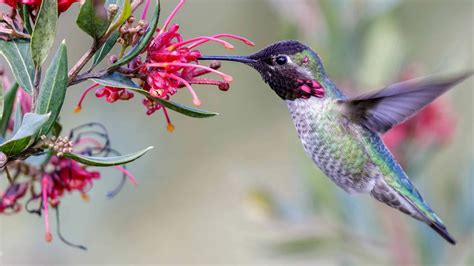 Hummingbird! A Tiny Avian Dynamo with Wings Like Jewels That Beat Faster Than Your Heart