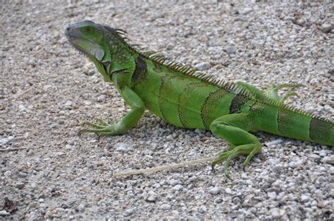  Iguana: A Scaled Sunbather With an Appetite for Flowers!