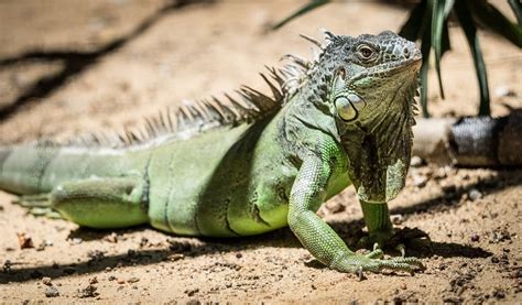 Iguana: Can This Ancient Lizard With Razor-Sharp Claws Become Your Next Unexpected Pet?