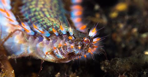  Jaw Worm: An Undersea Enigma Embroidered With Bristles