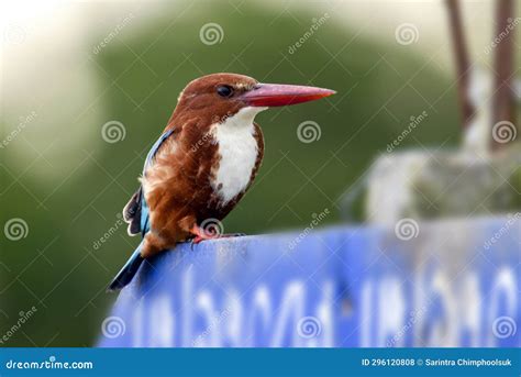  Know Your Kingfisher: This Colorful Amphibian Leaps from Leaves into Freshwater Pools with Astonishing Accuracy!