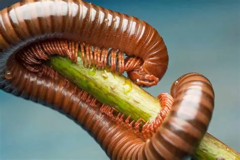  Millipedes: Creatures That Delightfully Wiggle and Surprisingly Pack a Punch!