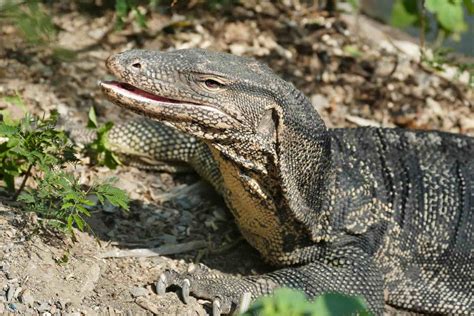 Monitor Lizard! A fascinating Reptile That Exhibits Both Burrowing Behavior and Exceptional Camouflage Abilities