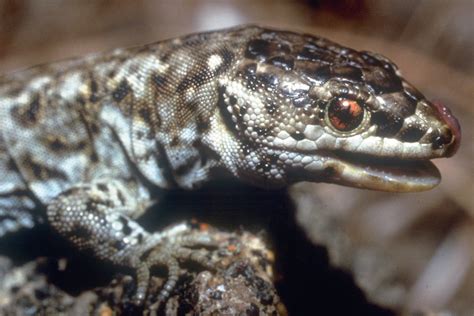  Night Lizard: Discovering the Secrets of These Elusive Nocturnal Specialists!