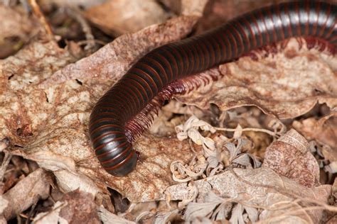  North American Millipede: Unveiling the Slow-Moving Marvels with Endless Legs!