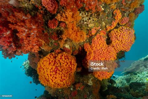  Orange Coral: A Polyp Paradise Packed With Colorful Life!