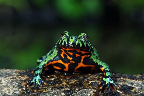  Oriental Fire-Bellied Toad: This Striking Amphibian Embodies Nocturnal Prowess and Vibrant, Contrasting Coloration!