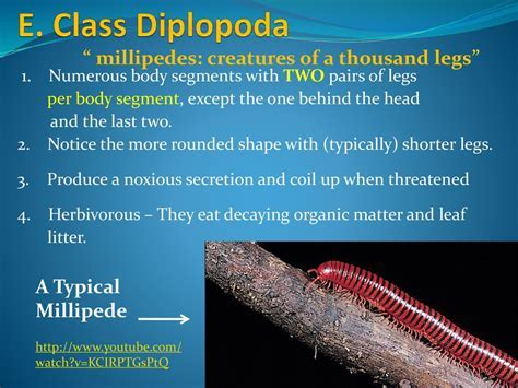 Otoplana! A Flatworm with an Unconventional Appetite for Decaying Matter