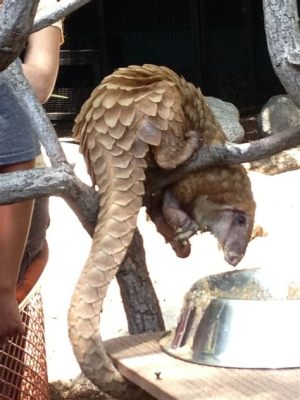  Pangolin: Unveiling the Scaly Anteater With An Ancient Lineage and A Surprisingly Shy Disposition!