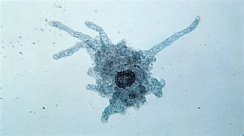  Quasillula -  An Unassuming Amoeboid Mastermind of Microscopic Feasting!