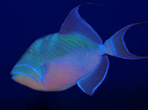  Queen Triggerfish! A Master of Camouflage With an Aggressive Personality Hiding Beneath its Striking Hues