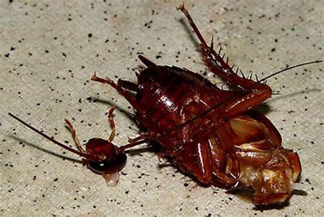 Roach! An Amazing Insect That Can Survive Even Without Its Head