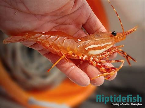 Spot Prawns: A Shellfish That Thrives in Deep Waters and Hunts With Remarkable Precision!