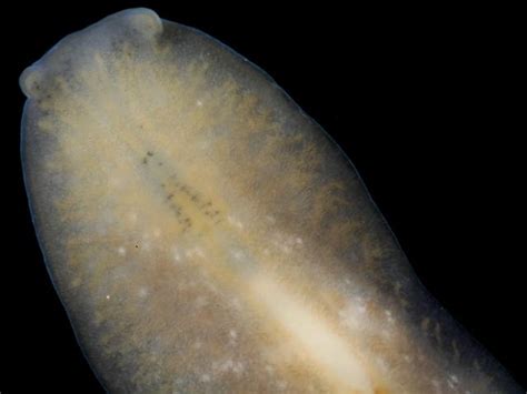  Stylostomum! A Freshwater Flatworm Known for its Exquisitely Shaped Body and Predatory Prowess