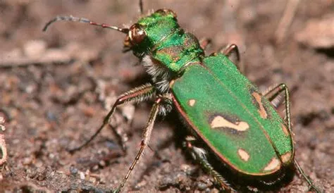 Tiger Beetle! These Striking Little Predators Combine Agile Speed with Incredible Jaw Power for Effective Hunting Techniques.